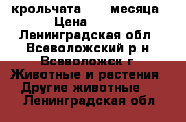 крольчата  2.5 месяца › Цена ­ 400 - Ленинградская обл., Всеволожский р-н, Всеволожск г. Животные и растения » Другие животные   . Ленинградская обл.